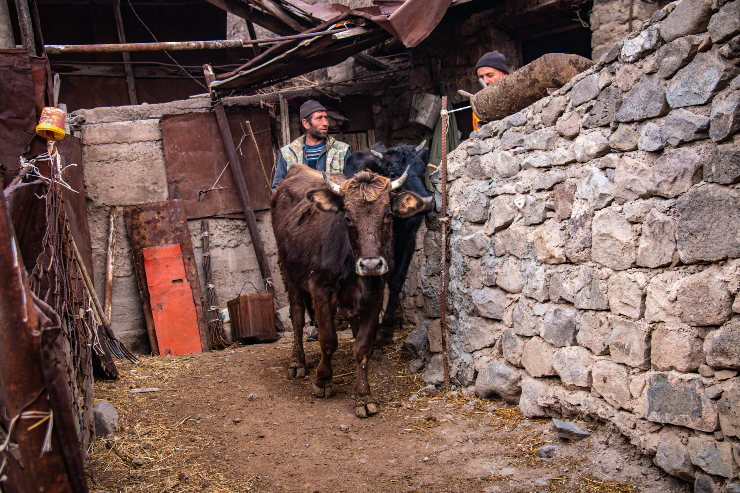 sos-chretiens-orient-armenie-donation-vache-familles-armeniennes